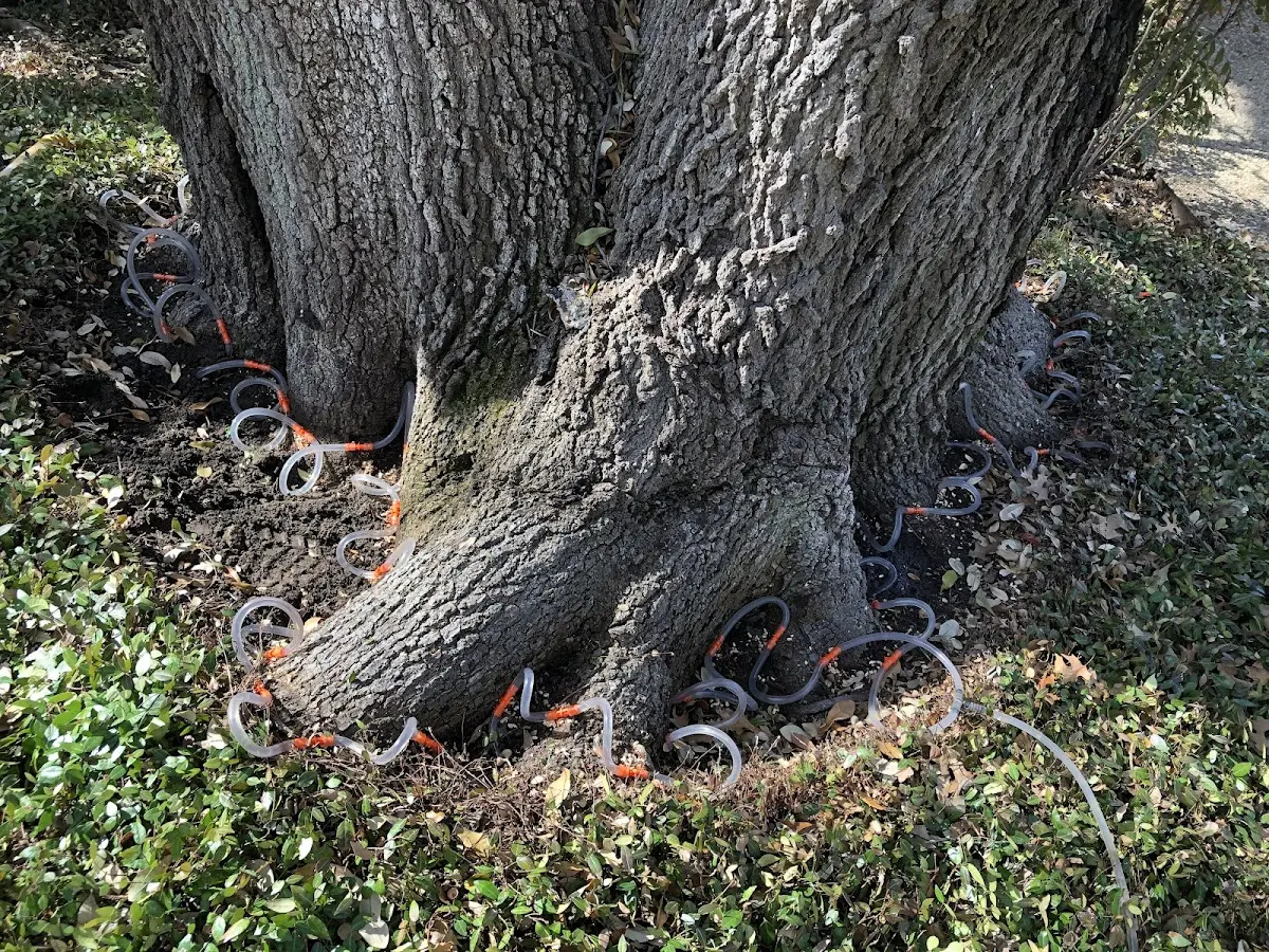 Detailed Tree Cabling and Bracing job site in Horseshoe Bend