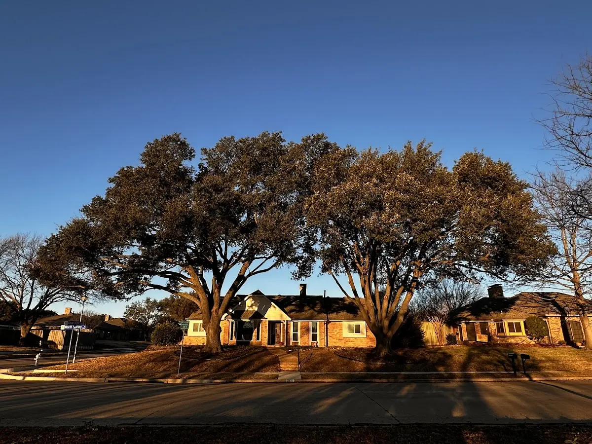 Established residential canopy tree shading a home in Horseshoe Bend